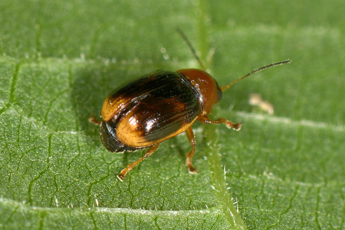 Cryptocephalus pusillus? S.